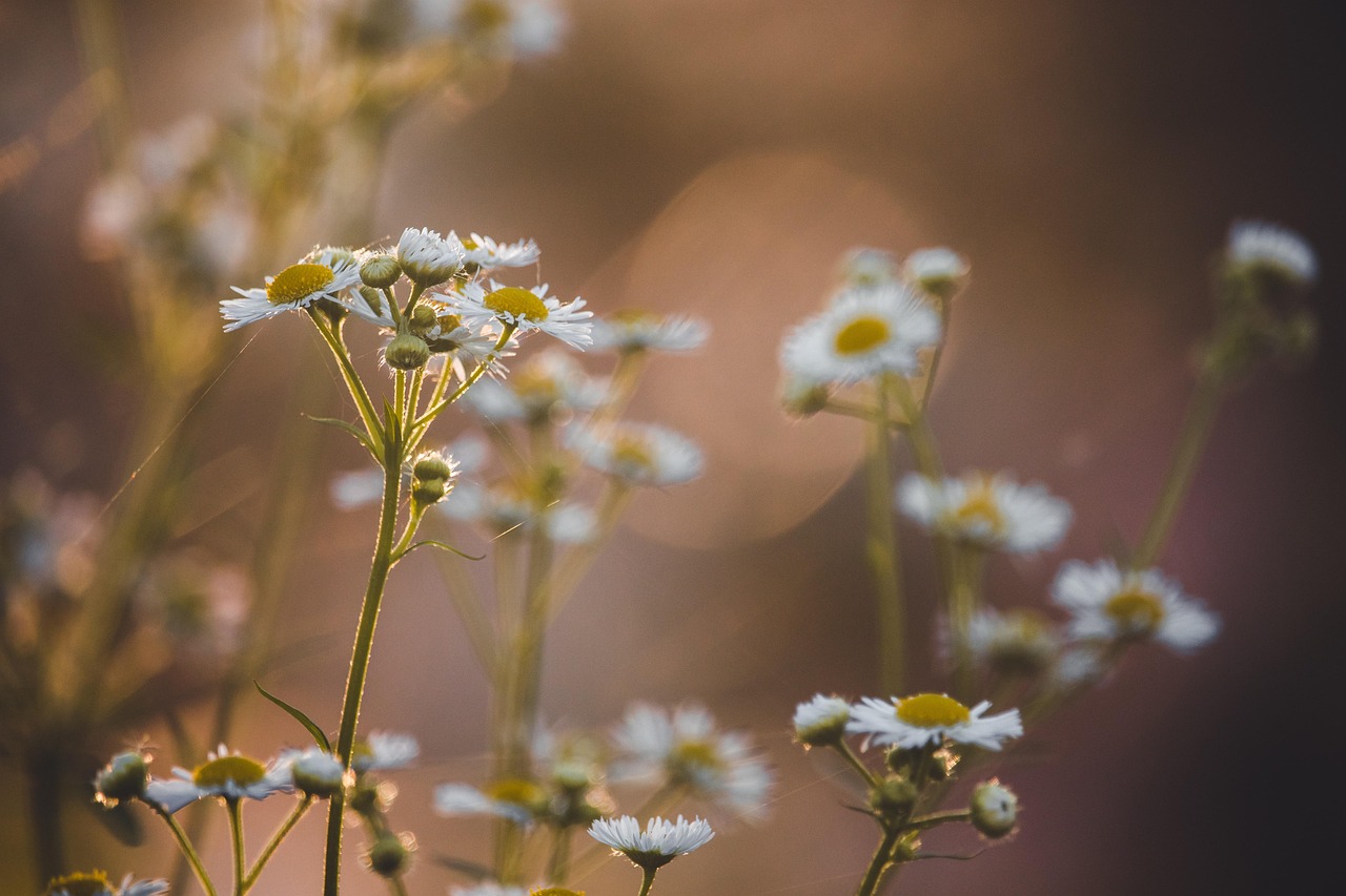 flowers, wild flowers, windows wallpaper, autumn colors, autumn, free wallpaper, flower wallpaper, fall, passing, garden, free background, wallpaper 4k, beautiful flowers, nature, desktop backgrounds, flora, beautiful nature, 4k wallpaper 1920x1080, floriculture, flower background, botany, mac wallpaper, wallpaper hd, laptop wallpaper, full hd wallpaper, closeup, nature background, hd wallpaper, nature wallpaper, 4k wallpaper, cool backgrounds, beautiful wallpaper, background